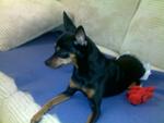 Bibi C - Miniature Pinscher Dog