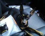 Bibi C - Miniature Pinscher Dog