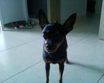 Bibi C - Miniature Pinscher Dog