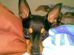 Bibi C - Miniature Pinscher Dog