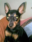 Bibi C - Miniature Pinscher Dog