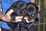 Lilblackdog (S) - Mixed Breed Dog