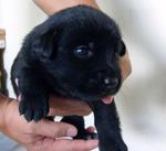 Lilblackdog (S) - Mixed Breed Dog