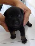 Lilblackdog (S) - Mixed Breed Dog