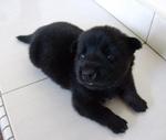 Lilblackdog (S) - Mixed Breed Dog