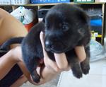 Lilblackdog (S) - Mixed Breed Dog