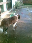 Bently - Saint Bernard Dog