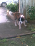 Bently - Saint Bernard Dog