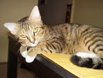 tiger (male) - neutered, 2 yrs old