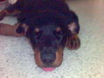 Miko - Rottweiler Dog