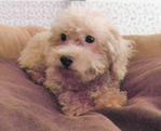 PF22010 - Poodle Dog