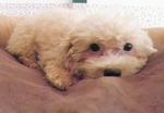 PF22010 - Poodle Dog