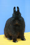 Imported Netherland Dwarf - Black - Netherland Dwarf Rabbit