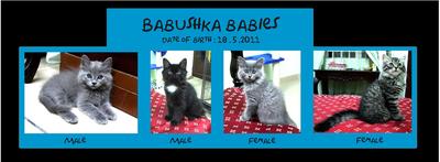 Babushka Kittens Ii - Domestic Long Hair Cat