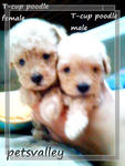 Teacup Poodle For Sale~~~~~~~~~ - Poodle Dog