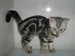 Tabby - American Shorthair Cat