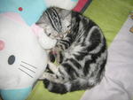 Tabby - American Shorthair Cat