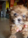 Cute Shih Tzu Puppy  - Shih Tzu Dog