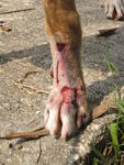 Front paw injuries