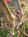 Hind leg injuries 