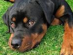 PF22059 - Rottweiler Dog