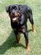 PF22059 - Rottweiler Dog