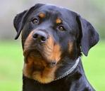 PF22059 - Rottweiler Dog