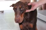  Doberman - Doberman Pinscher Dog