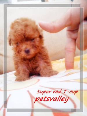 -super Red Teacup - Poodle Dog