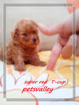 -super Red Teacup - Poodle Dog