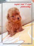 -super Red Teacup - Poodle Dog