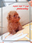 -super Red Teacup - Poodle Dog