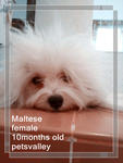 Female Maltese For Sale~ - Maltese Dog