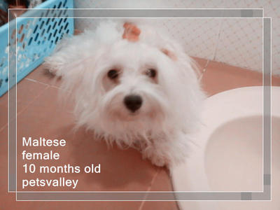 Female Maltese For Sale~ - Maltese Dog