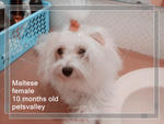 Female Maltese For Sale~ - Maltese Dog