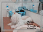 Female Maltese For Sale~ - Maltese Dog