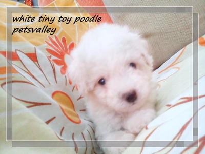 Teacup Poodle For Sale~~ - Poodle Dog