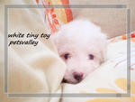 Teacup Poodle For Sale~~ - Poodle Dog