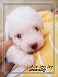 Teacup Poodle For Sale~~ - Poodle Dog