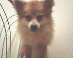 Female Pomeranian For Looking Home - Pomeranian Dog