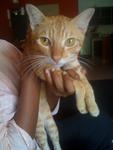 Orange Fishcake, one and a half years old, male, neutered.  Very talkative, loves to give kitty kiss