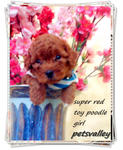 Super Red Toy Poodle~~~ - Poodle Dog