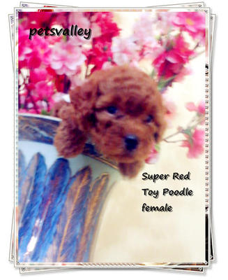 Super Red Toy Poodle~~~ - Poodle Dog