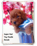 Super Red Toy Poodle~~~ - Poodle Dog