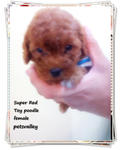 Super Red Toy Poodle~~~ - Poodle Dog