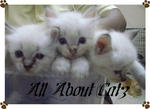 Minie, Elise &amp; Lexie (Sold) - Persian Cat