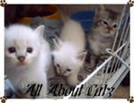 Minie, Elise &amp; Lexie (Sold) - Persian Cat