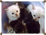 Minie, Elise &amp; Lexie (Sold) - Persian Cat