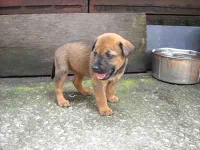 Nee Nee - Mixed Breed Dog