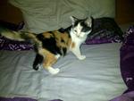 Tabatha - Domestic Short Hair + Calico Cat